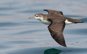 Persian Shearwater