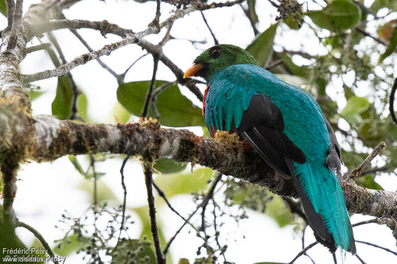 Golden-headed Quetzal male adult, habitat, pigmentation