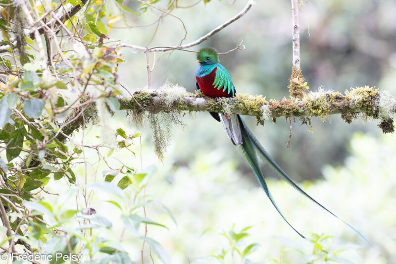 Quetzal resplendissant mâle