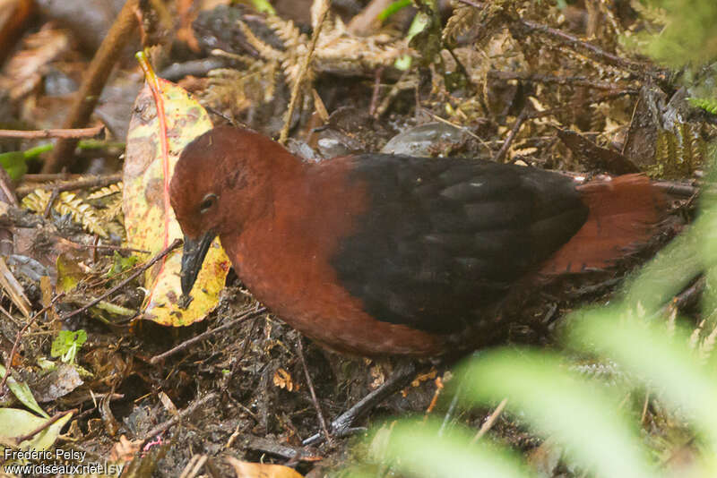 Forbes's Forest Rail male adult