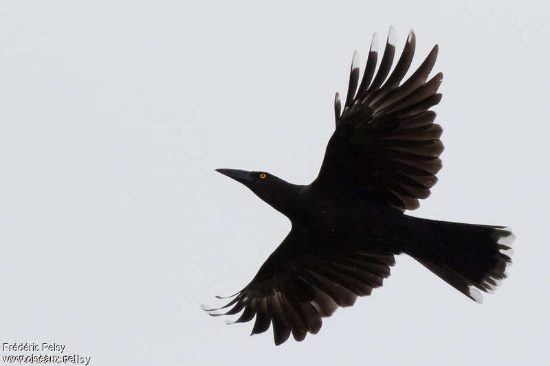 Black Currawongadult, Flight
