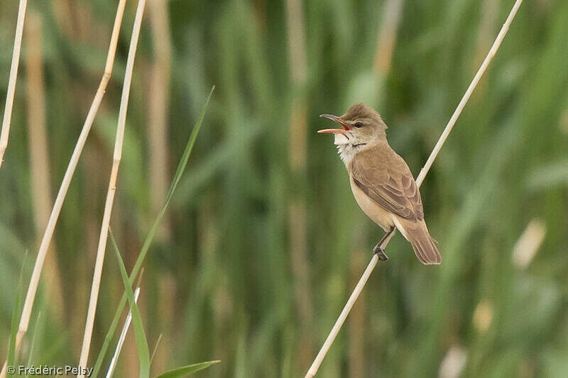 Oriental Reed Warbler - Acrocephalus orientalis adult - frpe204619