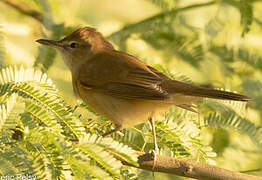 Clamorous Reed Warbler