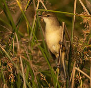 Clamorous Reed Warbler