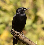 Tristram's Starling