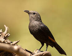 Tristram's Starling