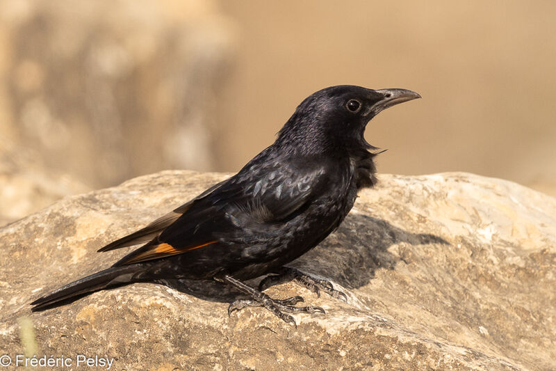 Tristram's Starling male