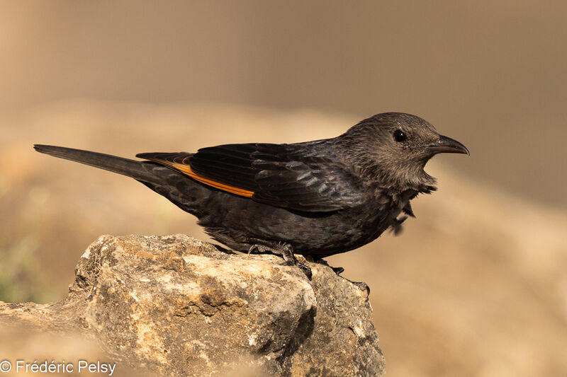 Tristram's Starling female