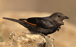 Tristram's Starling