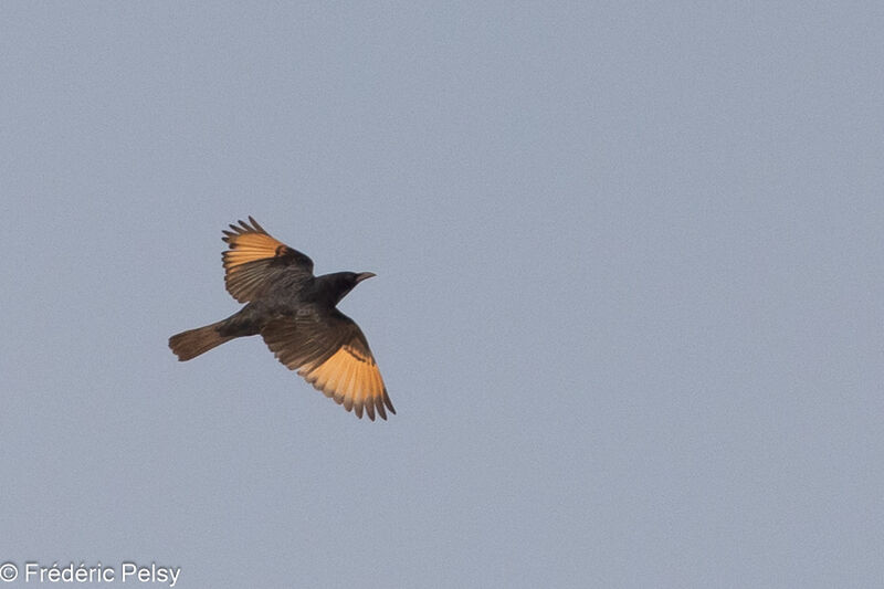 Tristram's Starling male, Flight