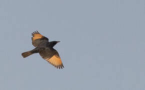 Tristram's Starling