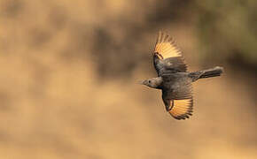 Tristram's Starling