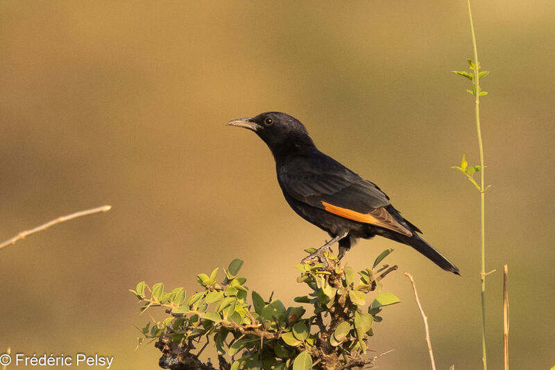 Tristram's Starling male