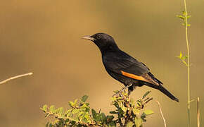 Tristram's Starling