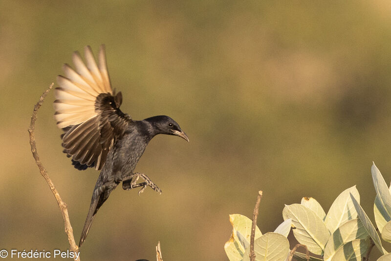 Tristram's Starling male, Flight