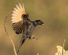 Tristram's Starling