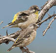 Serin à poitrine citron