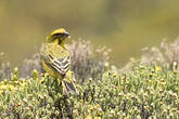 Serin de Sainte-Hélène