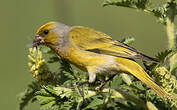 Serin du Cap