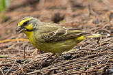 Serin du Mozambique