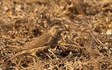 Serin du Yémen