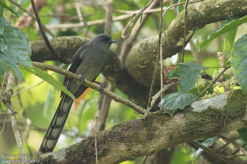 Long-tailed Sibia, identification