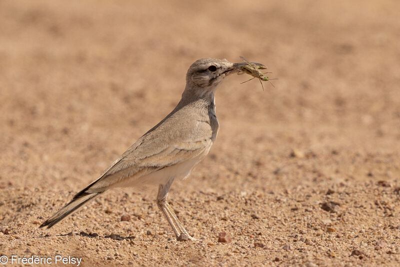 Greater Hoopoe-Lark