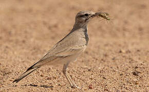 Greater Hoopoe-Lark