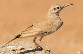 Greater Hoopoe-Lark