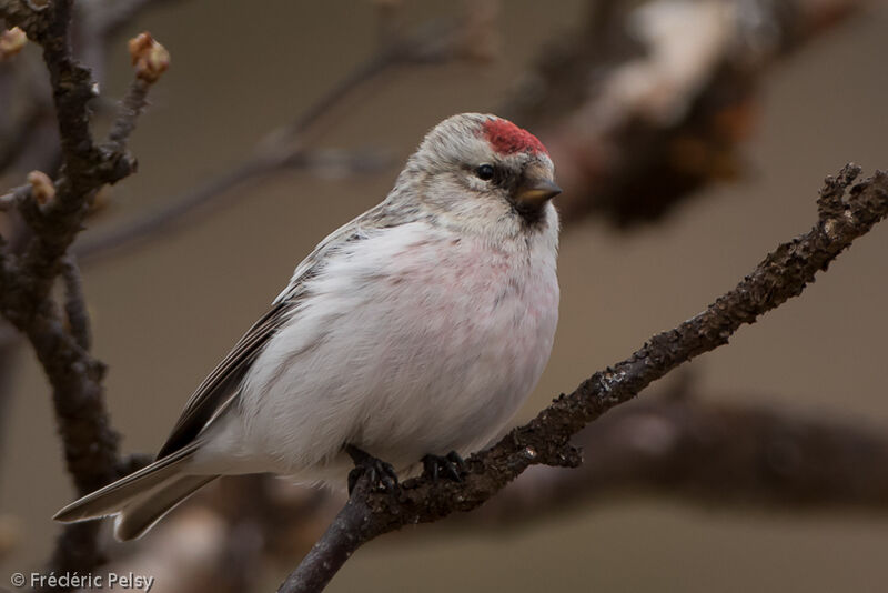 Redpoll male adult breeding, pigmentation