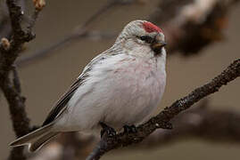 Redpoll