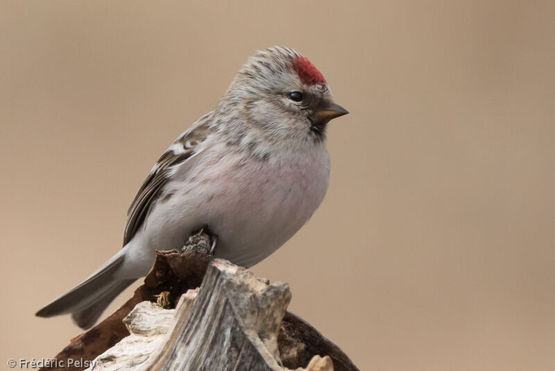 Redpoll male adult, pigmentation