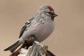 Redpoll