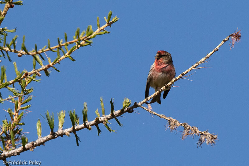 Redpoll male adult