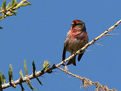 Redpoll