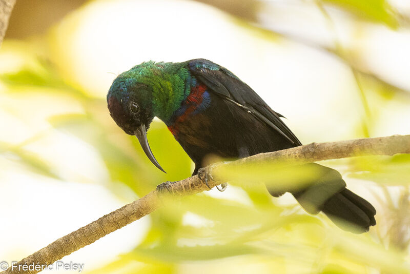 Arabian Sunbird male