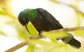 Arabian Sunbird