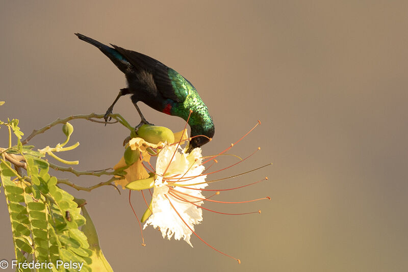 Arabian Sunbird male