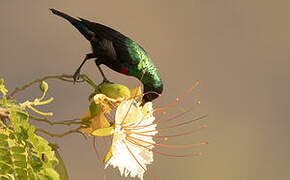 Arabian Sunbird