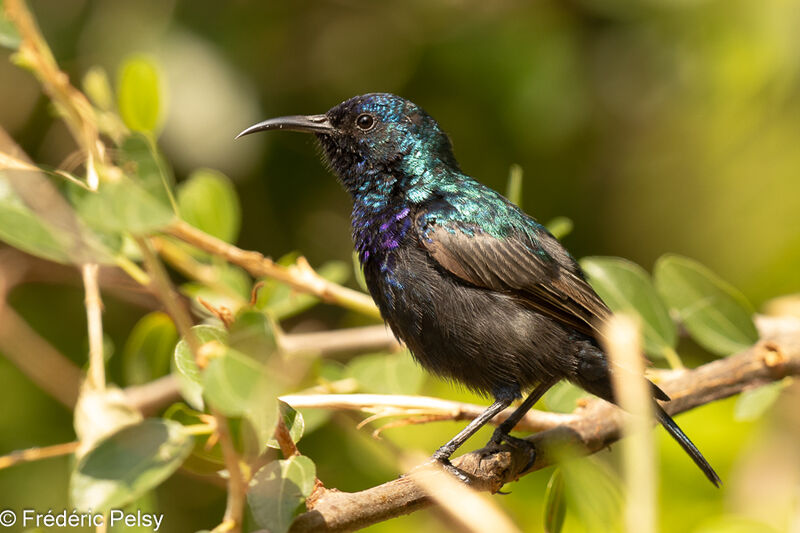 Palestine Sunbird male