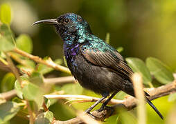 Palestine Sunbird