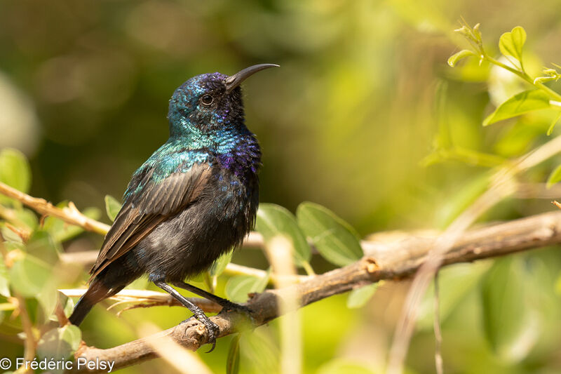 Palestine Sunbird male