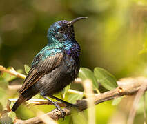 Palestine Sunbird