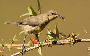 Palestine Sunbird