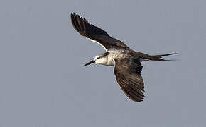 Bridled Tern