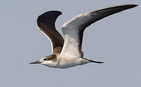 Bridled Tern