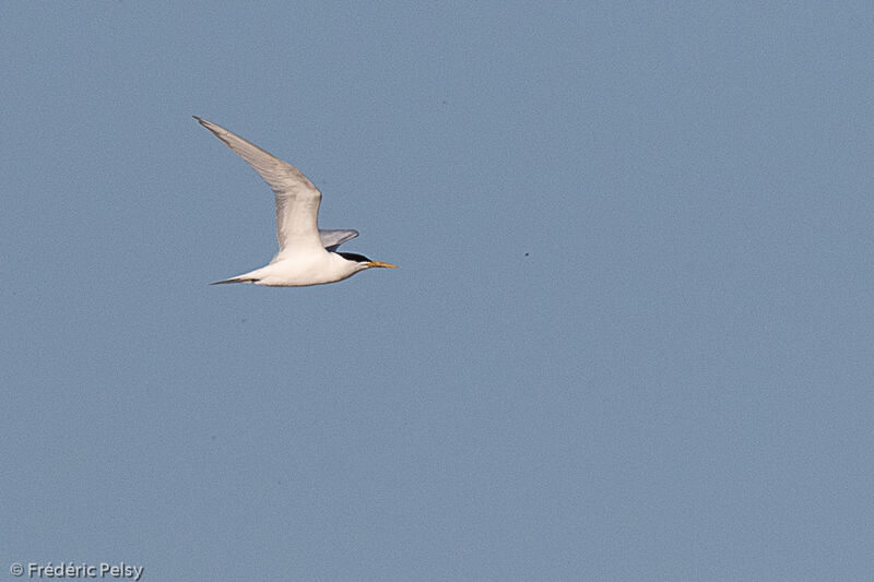 Cabot's Tern, Flight