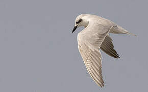 Gull-billed Tern