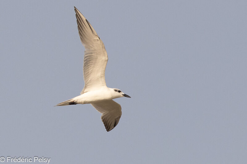 Gull-billed Tern