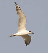 Gull-billed Tern